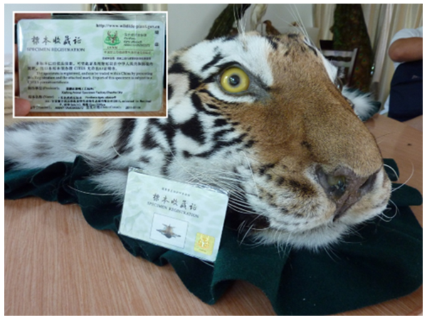 China allows the skins of captive bred tigers to be turned into rugs and taxidermy items. The taxidermist offering this skin to investigators explained how the licensing system could be used to launder illegally sourced skins