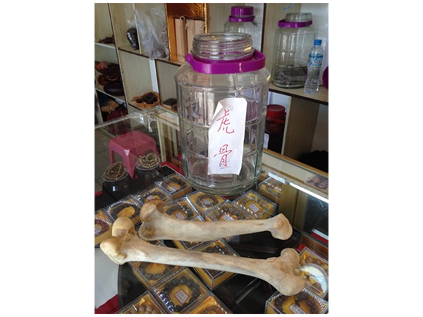 Tiger bone is used in traditional Chinese medicine to treat rheumatism and arthritis