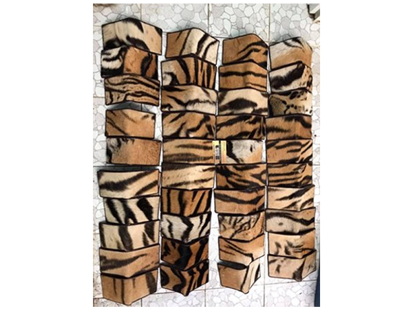 Offcuts of skins from tigers butchered for their bones are made into wallets and sold via social media